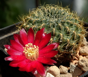 DSC07501Sulcorebutia lepida