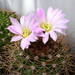 DSC07504Acanthocalycium violaceum