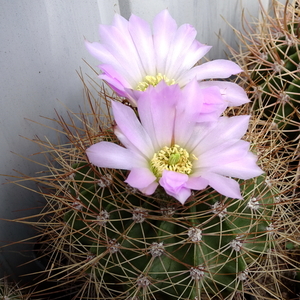 DSC07505Acanthocalycium violaceum