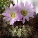 DSC07507Acanthocalycium violaceum