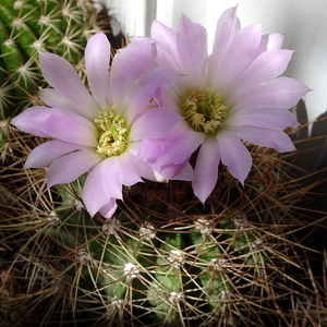 DSC07507Acanthocalycium violaceum