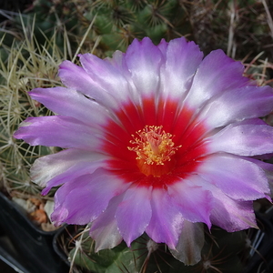 DSC07517Thelocactus bicolor ssp. commodus MK 133