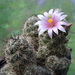 DSC07518Mammillaria sheldonii