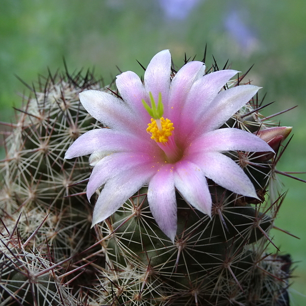 DSC07519Mammillaria sheldonii