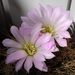 DSC07524Acanthocalycium violaceum