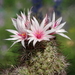 DSC07541Mammillaria fraileana