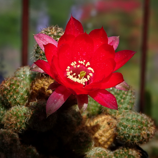 DSC07550Chamaecereus