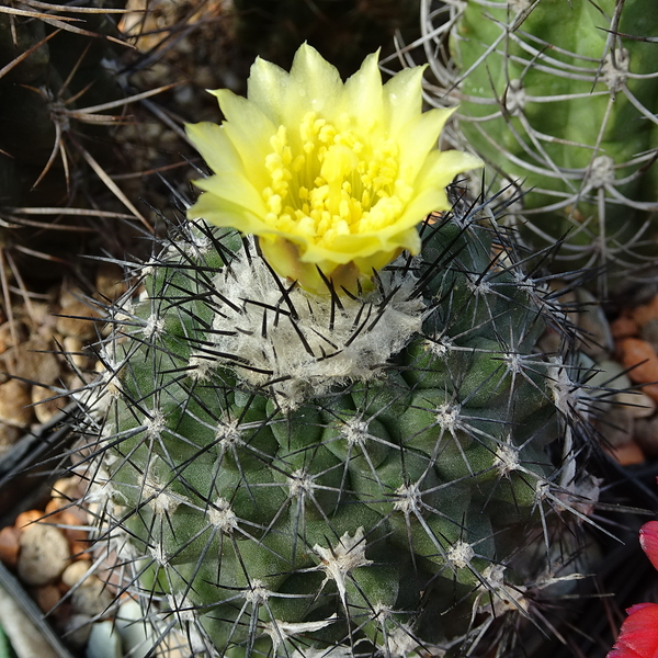 DSC07551Copiapoa humilis