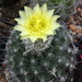 DSC07584Copiapoa humilis