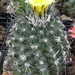 DSC07585Copiapoa humilis