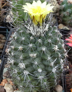 DSC07585Copiapoa humilis