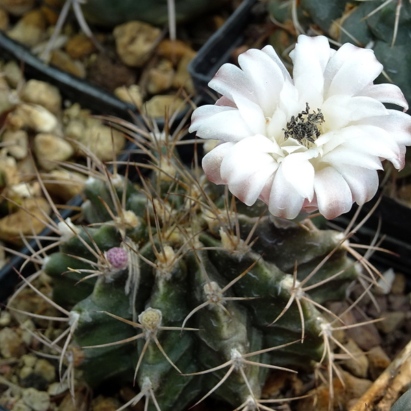 DSC07596Gymnocalycium friedrichii