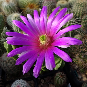 DSC07602Echinocereus vierecki v. morricalli