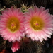 DSC07606Notocactus roseoluteus