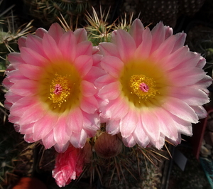 DSC07606Notocactus roseoluteus