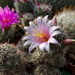 DSC07607Mammillaria sheldonii