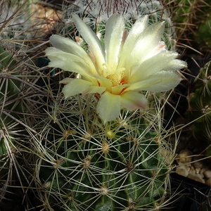 DSC07626Hamatocactus setispinus var. setaceus