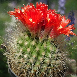 DSC07630Parodia penicillata