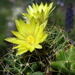 DSC07631Mammillaria longimamma