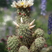 DSC07632Mammillaria hutchisoniana ssp. louisae