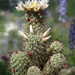 DSC07632Mammillaria hutchisoniana ssp. louisae