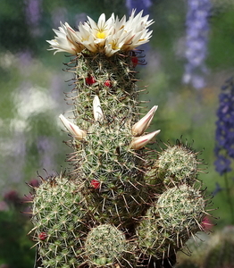 DSC07632Mammillaria hutchisoniana ssp. louisae