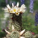 DSC07633Mammillaria hutchisoniana ssp. louisae