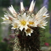 DSC07634Mammillaria hutchisoniana ssp. louisae