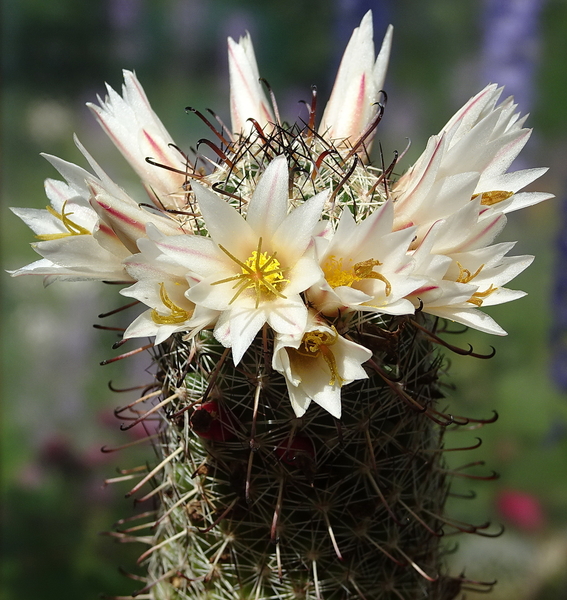 DSC07634Mammillaria hutchisoniana ssp. louisae