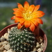 DSC07644Rebutia krainziana v. orange