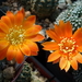 DSC07646Rebutia krainziana v. orange