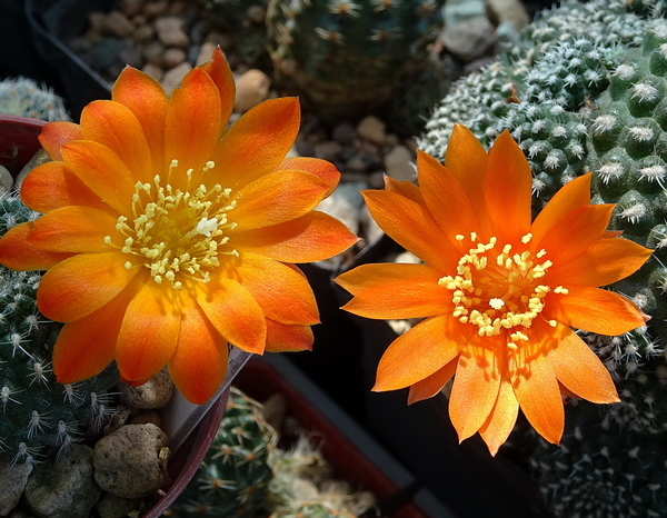 DSC07646Rebutia krainziana v. orange