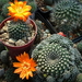 DSC07647Rebutia krainziana v. orange