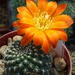 DSC07649Rebutia krainziana v. orange