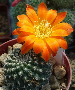 DSC07649Rebutia krainziana v. orange