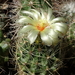 DSC07700Hamatocactus setispinus var. setaceus