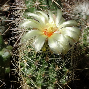 DSC07700Hamatocactus setispinus var. setaceus