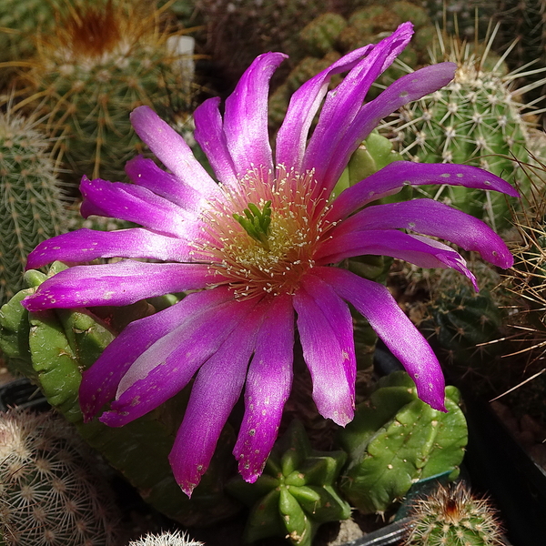 DSC07701Echinocereus vierecki v. morricalli