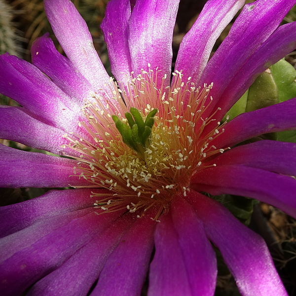 DSC07702Echinocereus vierecki v. morricalli