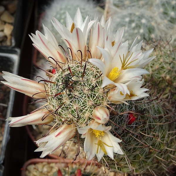 DSC07707Mammillaria hutchisoniana ssp. louisae