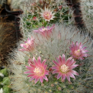 DSC07708Mammillaria bocasana ssp. roseiflora