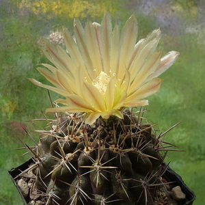 DSC07734Horridocactus tuberisulcatus