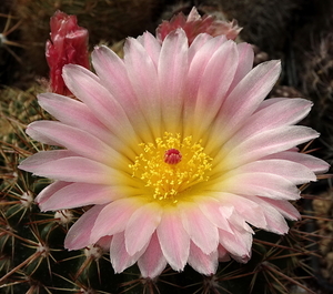 DSC07736Notocactus roseoluteus