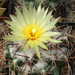 DSC07737Coryphantha sulcolanata