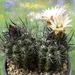 DSC07741Eriosyce paucicostata v. viridis