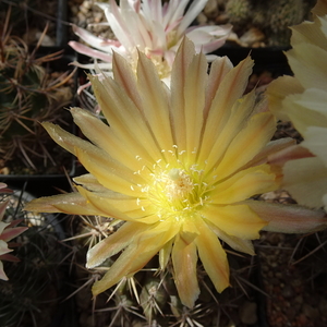 DSC07750Horridocactus tuberisulcatus