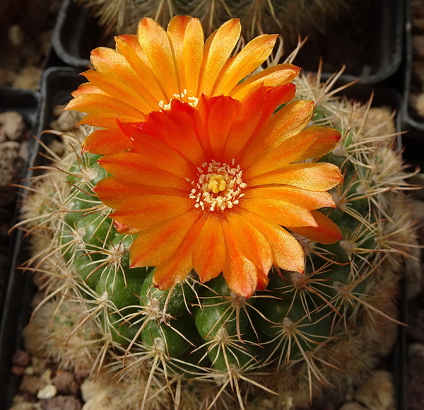 DSC07752Parodia mairanana