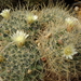 DSC07755Mammillaria pennispinosa v. nazasensis