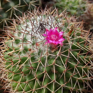 DSC07756Mammillaria polythele