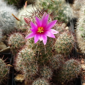 DSC07758Mammillaria mazatlanensis